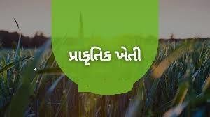 પ્રાકૃતિક ખેતીએ મને રાસાયણિક ખેતી કરતા દોઢ ગણો ફાયદો