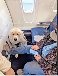 Delta Airlines કૂતરા માટે એક મુસાફરને સીટ છોડવાની ફરજ પાડી