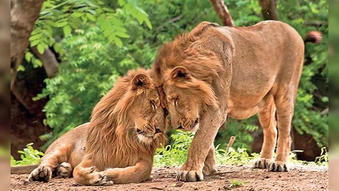 Gir Sanctuary માં સિહોની સુરક્ષા માટે ઈન્ટ્રુઝન ડિવાઈસ લગાવાશે