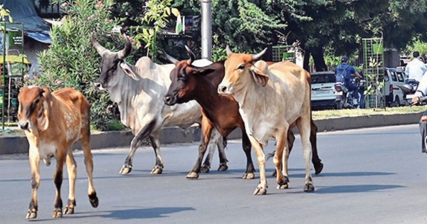 Surendranagar:સરા નાકા પાસે ટ્રાફિક સમસ્યાઓ,બીજી બાજું રખડતા ઢોર નો ત્રાસ