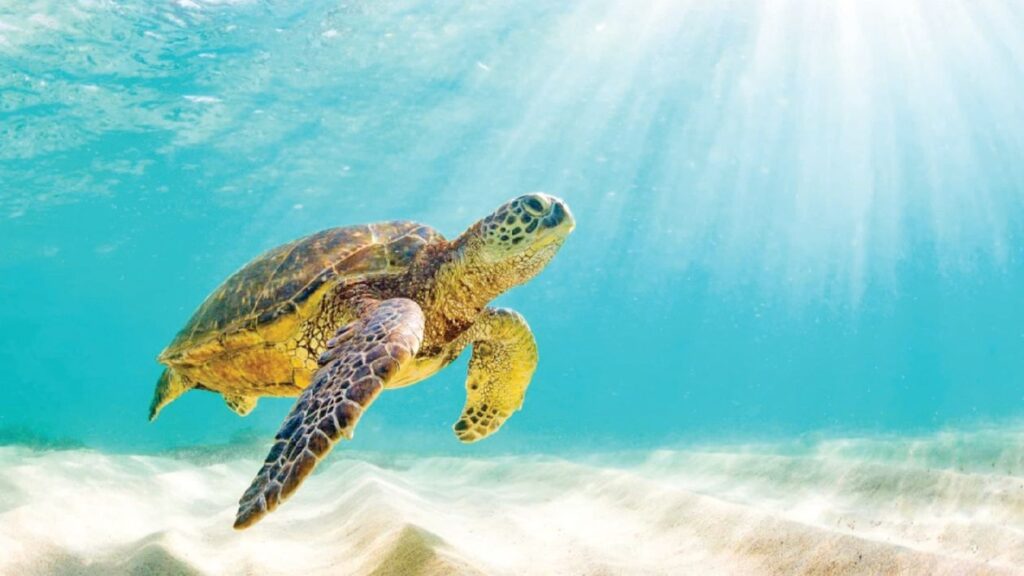 સૌરાષ્ટ્રનો દરિયા કાંઠો પવિત્ર ધામોની સાથે સાથે કાચબાઓના સંરક્ષણ માટે પણ જાણીતો