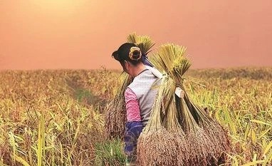 Gujarat ખરીફ વાવેતર 97% પૂર્ણ;મગફળી-તુવેરનુંસામાન્ય વિસ્તારના 125% વિસ્તારને વટાવીયું