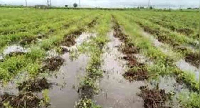 Jamnagar: લાલપુર તાલુકાના ખેડૂતોને પાક નુકશાની બદલ રાહત પેકેજની માંગ