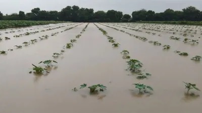 Junagadh: કમોસમી વરસાદથી પાક નુકસાનીનો ૮૫ ટીમો દ્વારા સર્વે : સર્વેની કામગીરી ૮ દિવસમાં પૂર્ણ કરાશે