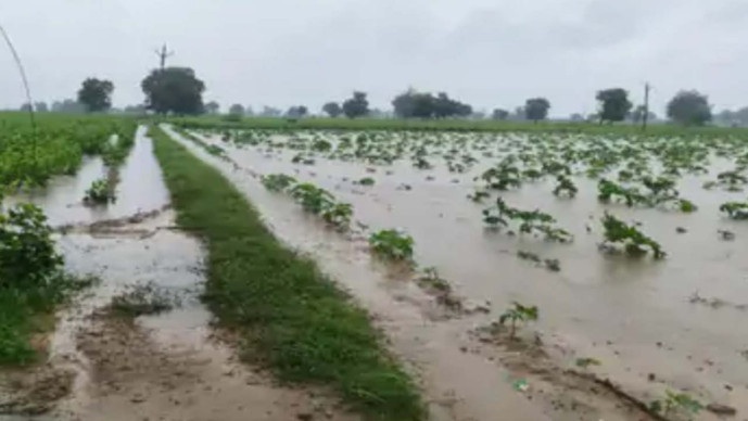 Surendaranagar: ઝાલાવાડમાં વધુ એકવાર માવઠાના મારથી ખેડૂતોની હાલત કફોડી