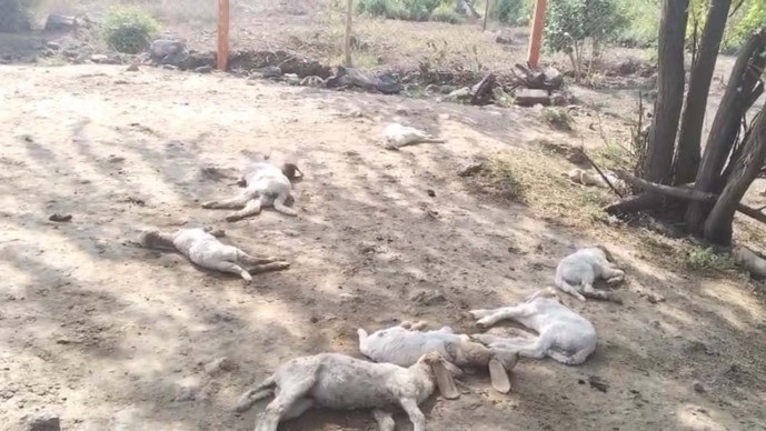 Amreli વડેરા ગામે પશુપાલકના વાડામાં હિંસક પ્રાણી ખાબકયા : 8 ઘેંટાના મોત