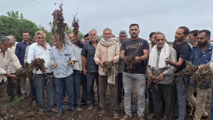 Dhoraji વિસ્તારમાં કમૌસમી વરસાદથી ખેતરોમાં તારાજી