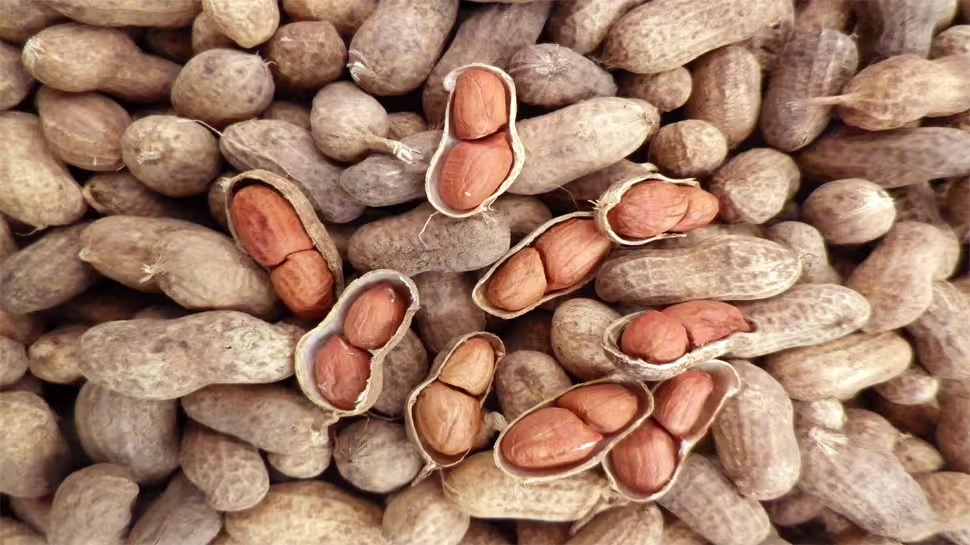 Gujarat માં મગફળી સહિતના પાકની ટેકાના ભાવે ખરીદી શરૂ