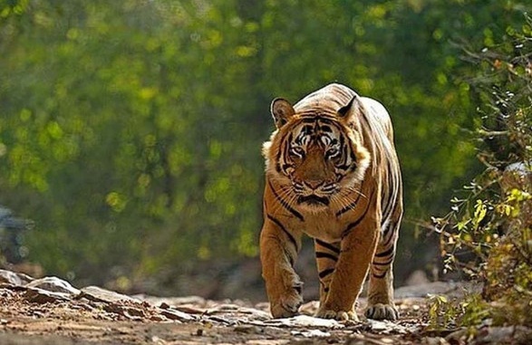 Gujaratનો `અતિથિ’ વાઘ હવે કાયમી વસી ગયો!