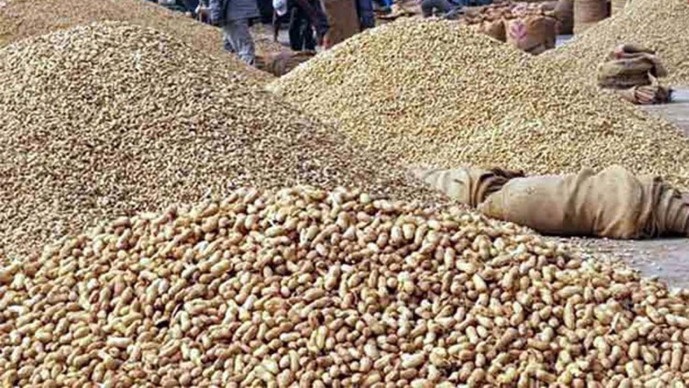 Junagadh: કેશોદ હાડલા સેવા સહકારી મંડળી દ્વારા મગફળીની ખરીદી