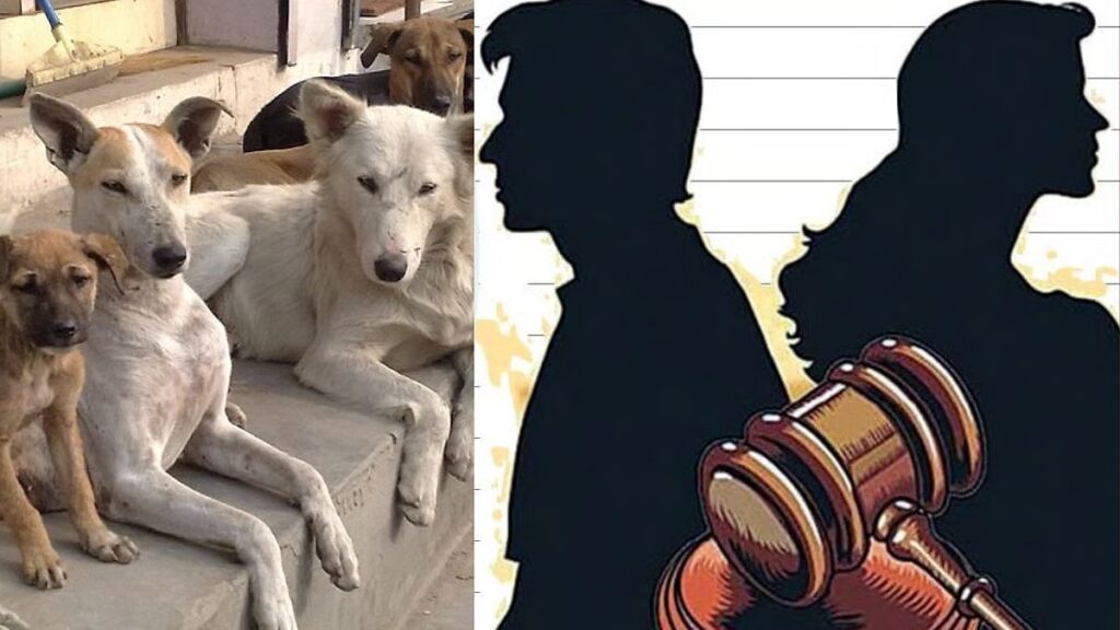 શેરીઓના રખડતા કુતરા અંગે પત્નીનો પ્રેમ યુગલ વચ્ચે છુટાછેડાનું કારણ બન્યો