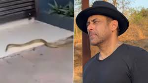 Salman Khan ના ગેલેક્સી એપાર્ટમેન્ટમાં અચાનક નીકળ્યો સાપ, સુરક્ષાકર્મીઓમાં દોડધામ