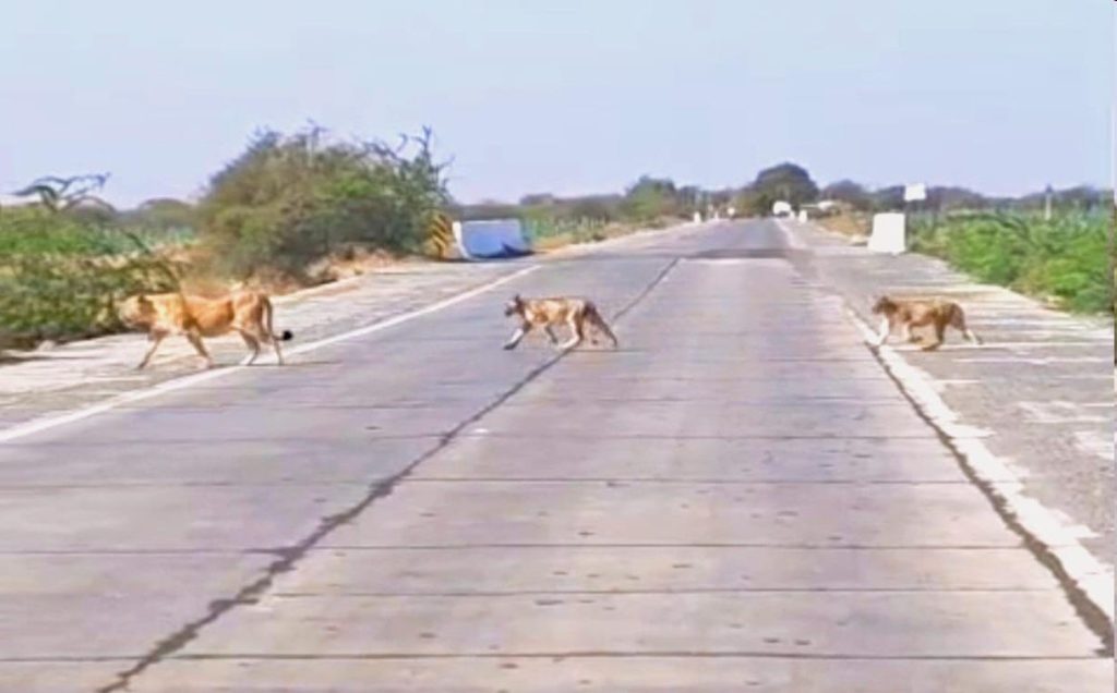 અમરેલી નજીક લીલીયા બૃહદ ગીરમાં સિંહણ સાથે બે સિંહબાળનું Road crossing