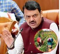 Maharashtra: ખેડૂતોનું રૂા.2 લાખ સુધીનું દેવુ માફ : કેબીનેટનો નિર્ણય