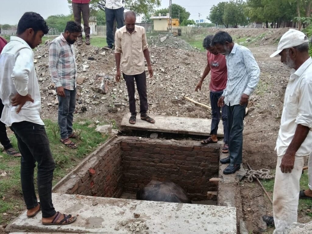 Amreli નાના લીલીયા ગામે ખુલ્લો પડેલો શૌચાલયનો કુવામાં બે ભેંસો ખાબકી