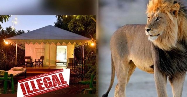 Gir માં ગેરકાયદે રીસોર્ટ – હોટલો પર બુલડોઝર ફરશે : નવી મંજુરી નહી