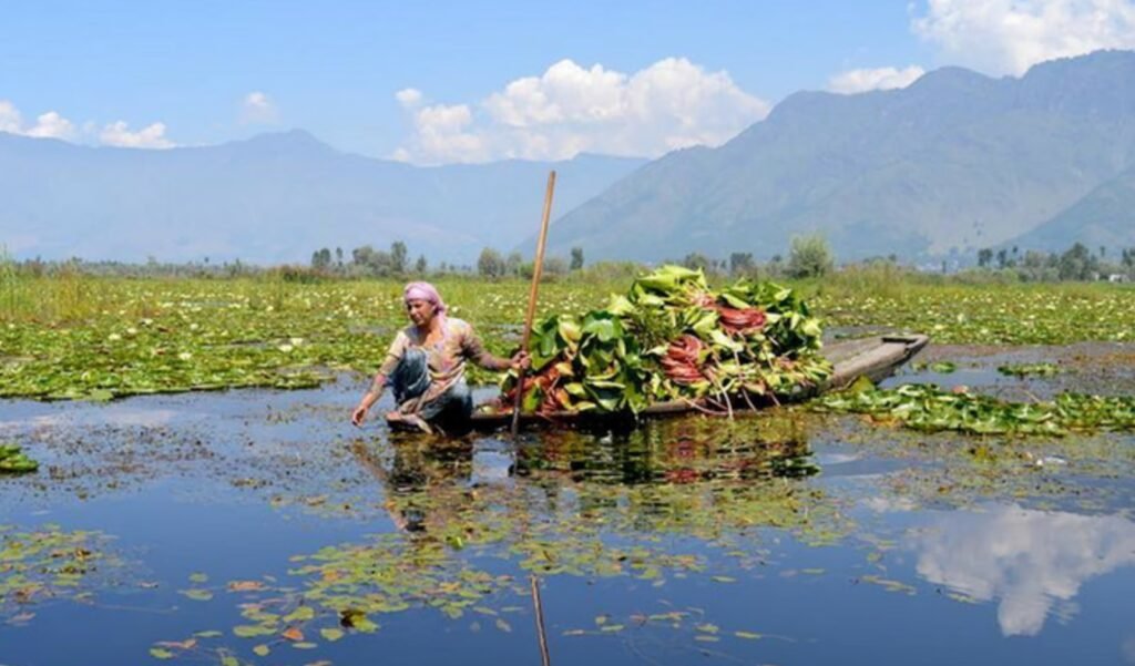 એક સમયે Wular Lake નું પાણી પીતા હતા, આજે વુલર તળાવ પ્રદૂષણથી પીડાઈ રહ્યા છે