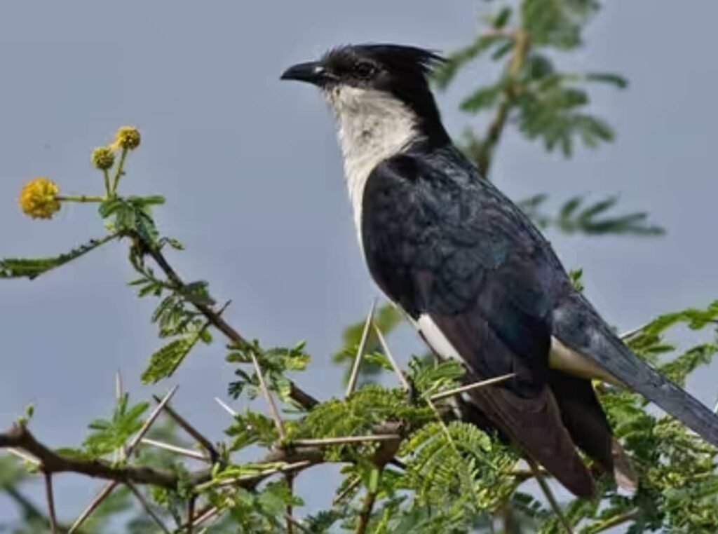 દુર્લભ પક્ષી ચાતક Morbiમાં દેખાયું