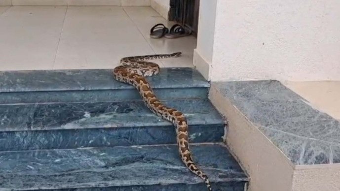 Amreli: ધારીની પેટા તિજોરી કચેરીમાં અજગરનો પ્રવેશ : રેસ્કયુ કરી જંગલમાં મુકત કરાયો