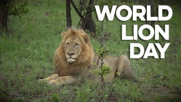 વિશ્વ સિંહ દિવસ નિમિત્તે યાદોના વિશ્વમાં