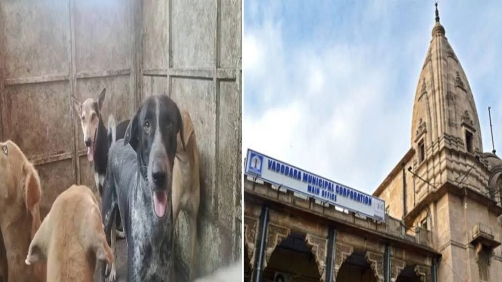 Vadodara: કોર્પોરેશને શહેરમાં ફ્રી-રોમિંગ કમ્યુનિટી ડોગ્સની વસ્તી ગણતરીનો નિર્ણય લીધો
