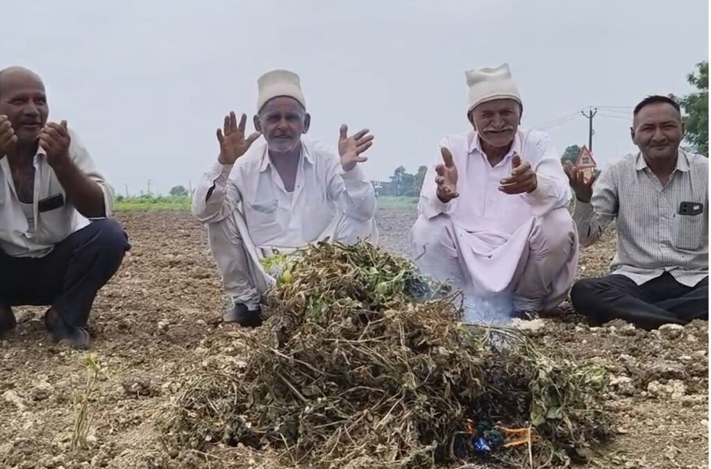 Junagadh વંથલીમાં મગફળીનો પાક નિષ્ફળ, ખેડૂતો ઊભો પાક સળગાવવા મજબૂર