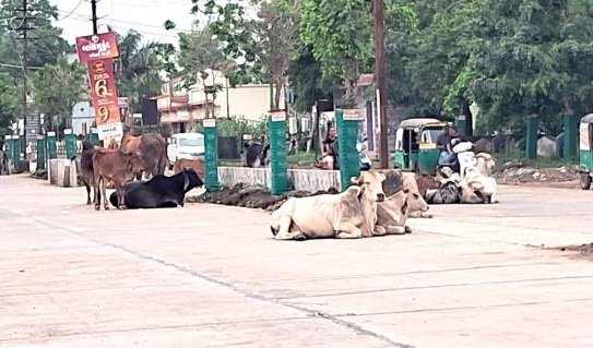 Amreli: માર્ગોમાં ગૌ-વંશની સમસ્યા વિકરાળ બની, તંત્ર નિંદ્રાધીન