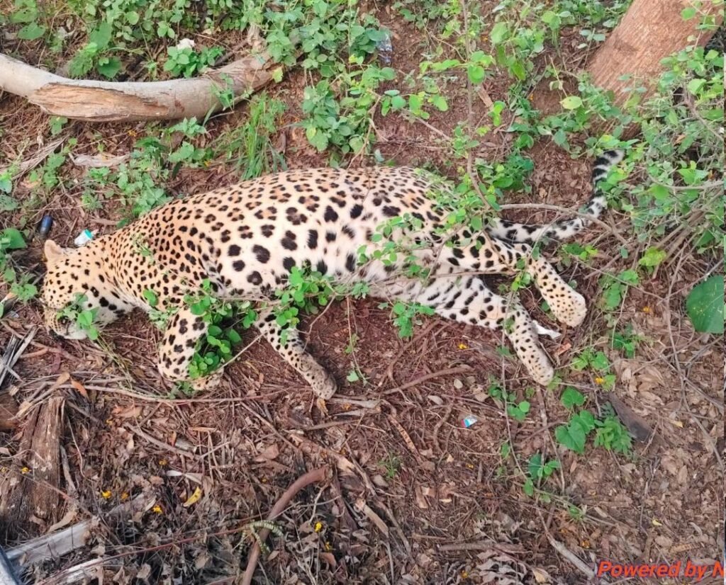 Amreli: ખડાધાર-બોરાળા વચ્ચે અજાણ્યા વાહને દીપડાને કચડી નાખ્યો