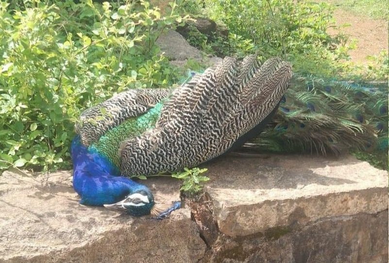 Amreli: જાફરાબાદ ૧૮ દિવસમાં ૩ રાષ્ટ્રીય પક્ષી મોરના મોતથી પર્યાવરણ પ્રેમીઓમાં દુઃખ સાથે રોષ